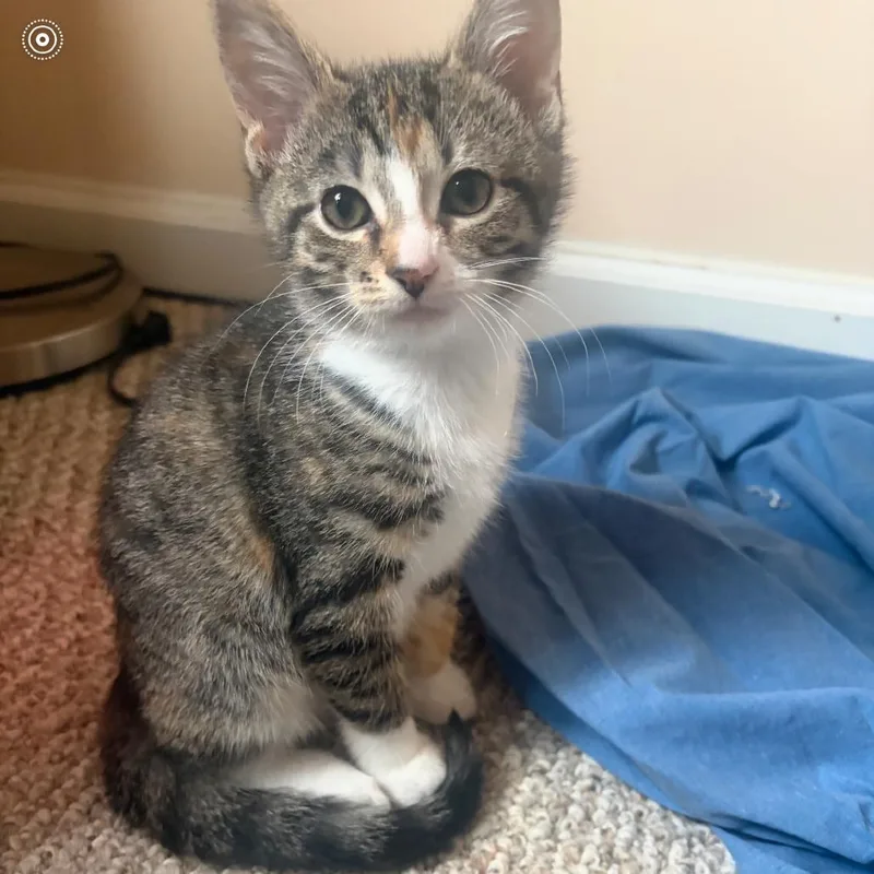 A young small-sized female Gray / Blue / Silver Domestic Short Hair cat named Flora for adoption in Ferndale, MI