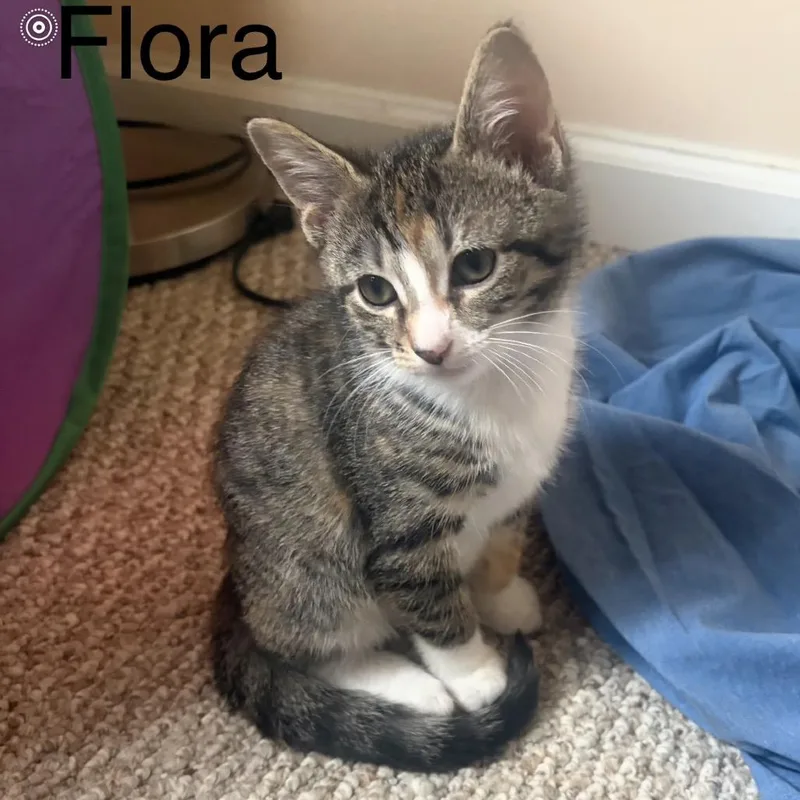 Flora thumbnail 3