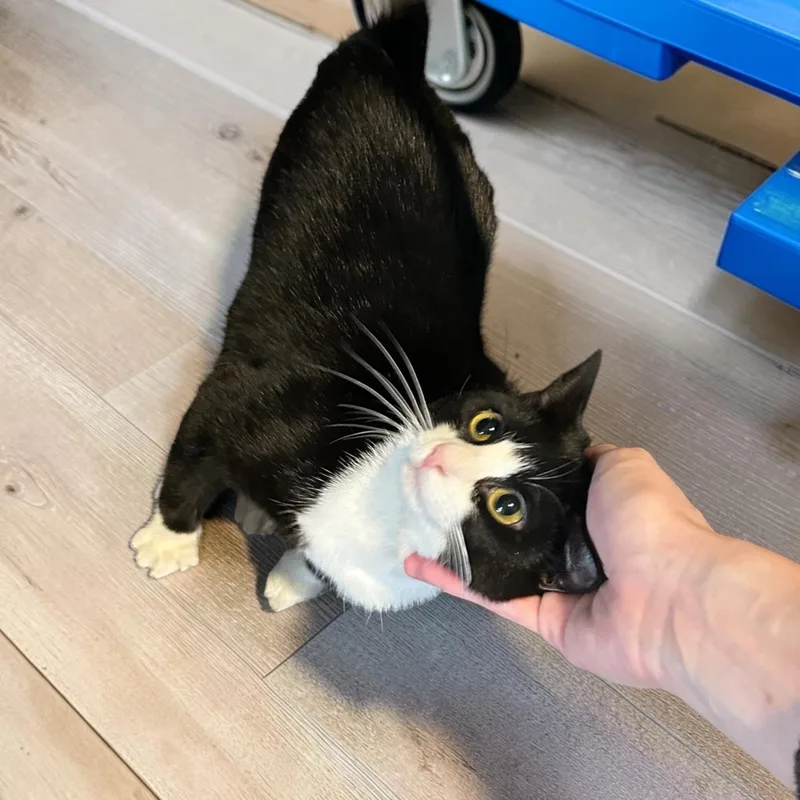 A young medium-sized female Black & White / Tuxedo Domestic Short Hair cat named Salsa for adoption in Tulsa, OK