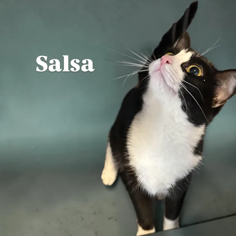 Salsa thumbnail 2