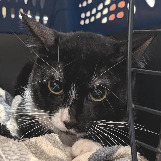 An adult small-sized male Black Domestic Short Hair cat named Rollins for adoption in Springfield, MA
