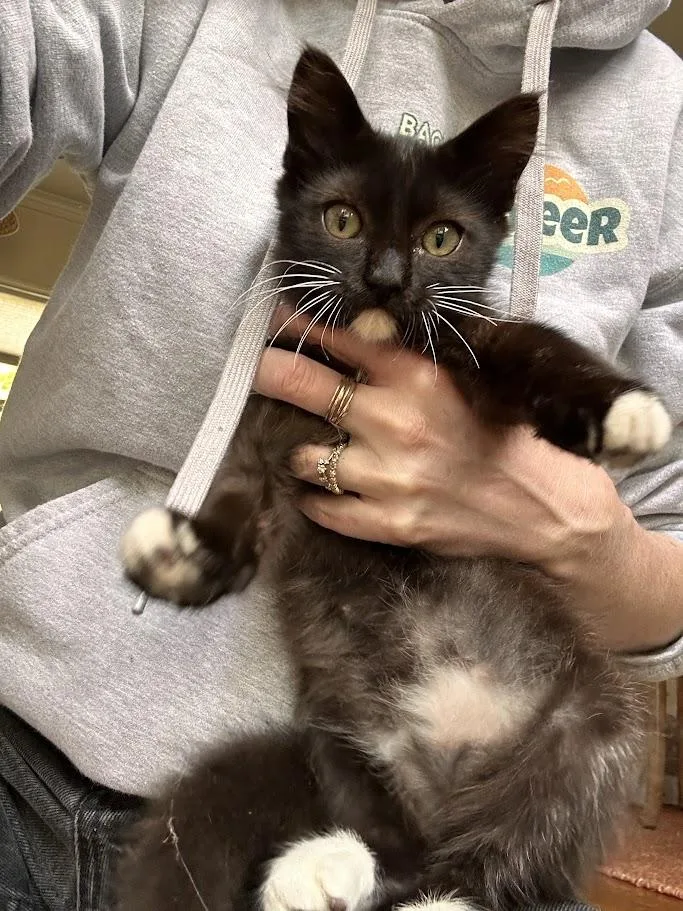 A baby medium-sized male Black & White / Tuxedo Domestic Short Hair cat named Om for adoption in Berkeley, CA