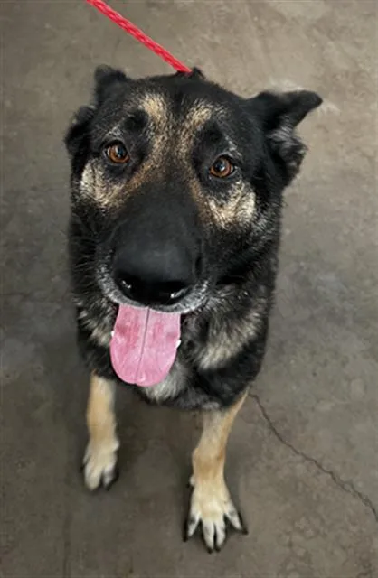 An adult large-sized male Mixed Breed dog named Bruce for adoption in Dallas, TX