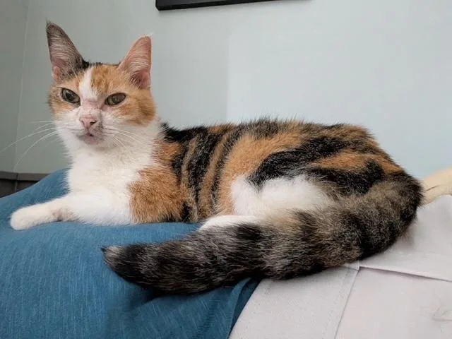 A young medium-sized female Calico Domestic Short Hair cat named Three for adoption in Barrington Hills, IL