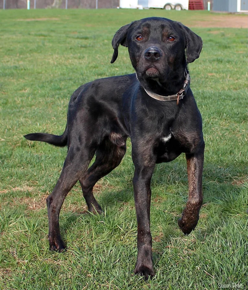 Quaritch thumbnail 2