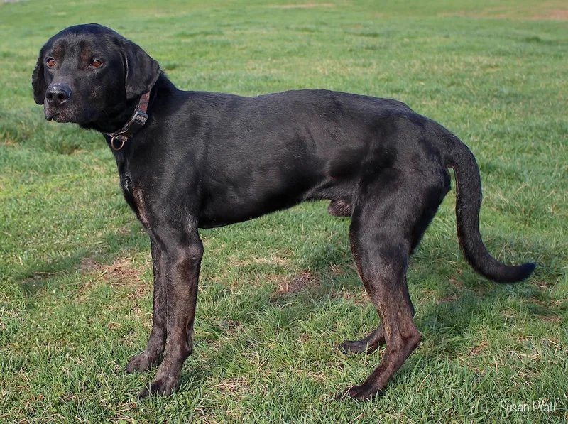 Quaritch thumbnail 3