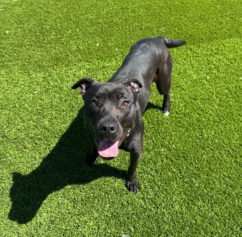 A young medium-sized female Black Pit Bull Terrier dog named Athena for adoption in Frankfort, KY