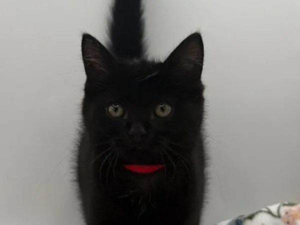 A baby small-sized female Domestic Short Hair cat named Blubber for adoption in Portland, OR