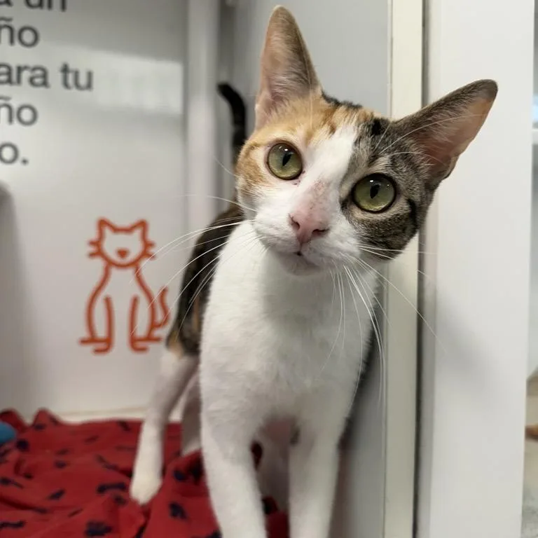 A young medium-sized female Domestic Short Hair cat named Kocsis for adoption in Los Angeles, CA