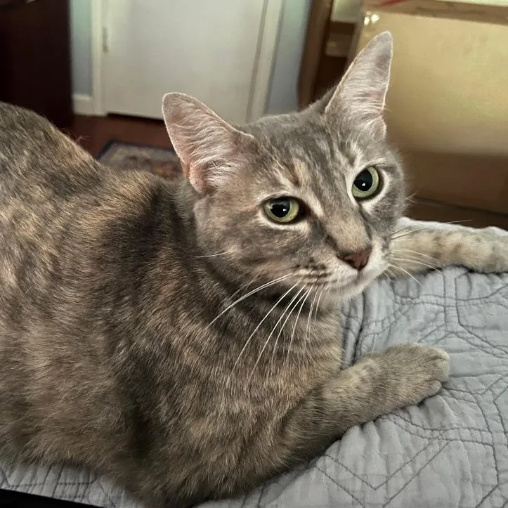 An adult large-sized female Brown / Chocolate Domestic Short Hair cat named Cupid for adoption in Austin, TX
