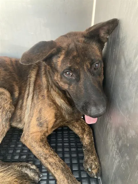 An adult large-sized male Mixed Breed dog named Luke for adoption in Dallas, TX
