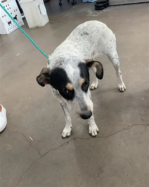 A young large-sized female Mixed Breed dog named Bluey for adoption in Dallas, TX