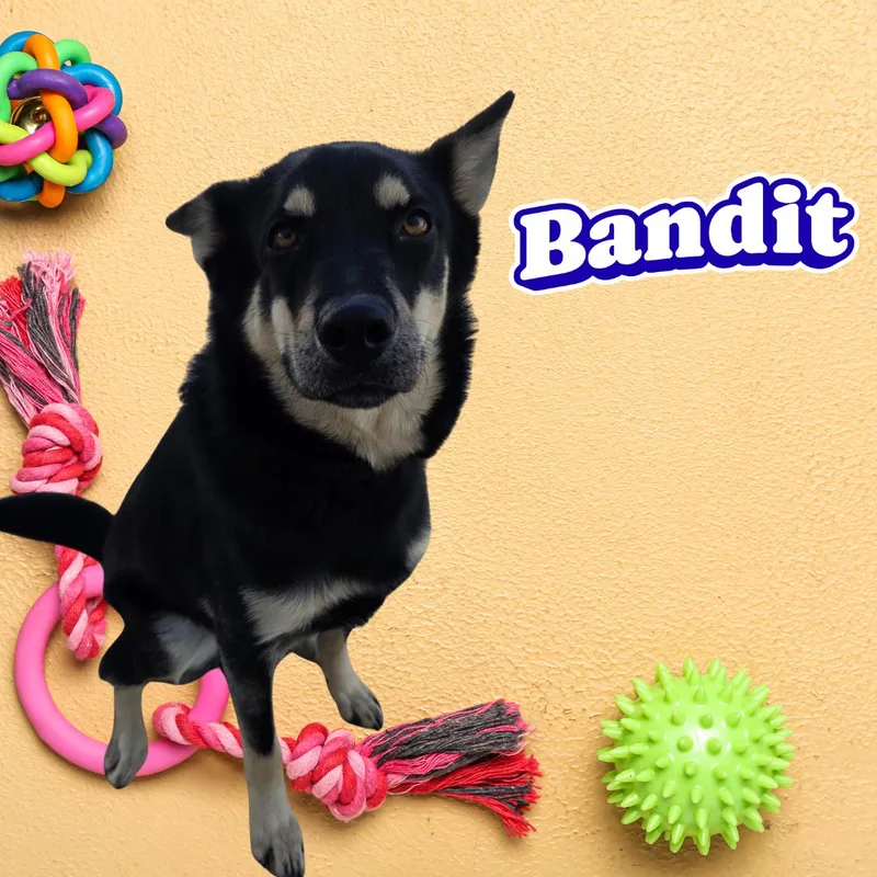 An adult medium-sized male Husky dog named Bandit for adoption in South Padre Island, TX