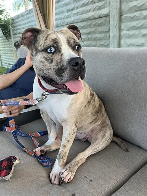 An adult large-sized female Terrier dog named Peaches for adoption in Miami, FL