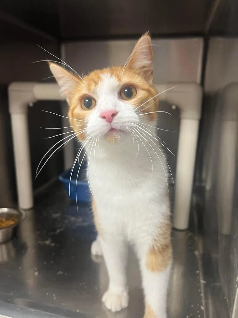 An adult medium-sized male Domestic Short Hair cat named Nubbins for adoption in Marion, OH