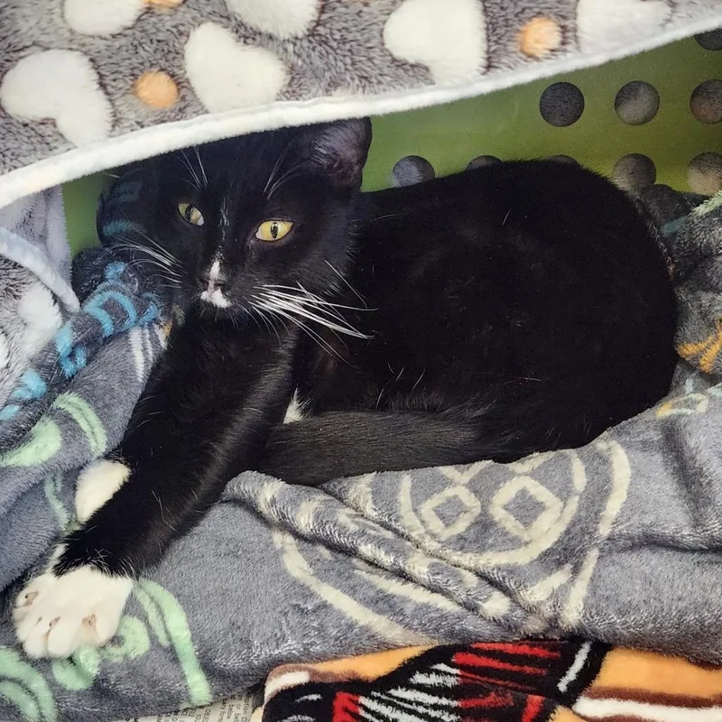 An adult medium-sized female Black Domestic Short Hair cat named Socks for adoption in Brockton, MA
