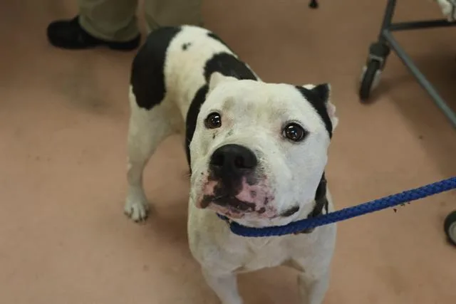 An adult large-sized male Mixed Breed dog named Austin for adoption in Columbia, SC