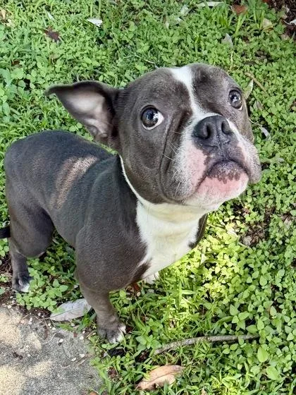 An adult small-sized female Pit Bull Terrier dog named Muscle Milk for adoption in New Orleans, LA