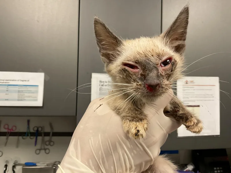 A baby small-sized male Domestic Short Hair cat named Shiloh for adoption in Ontario, CA