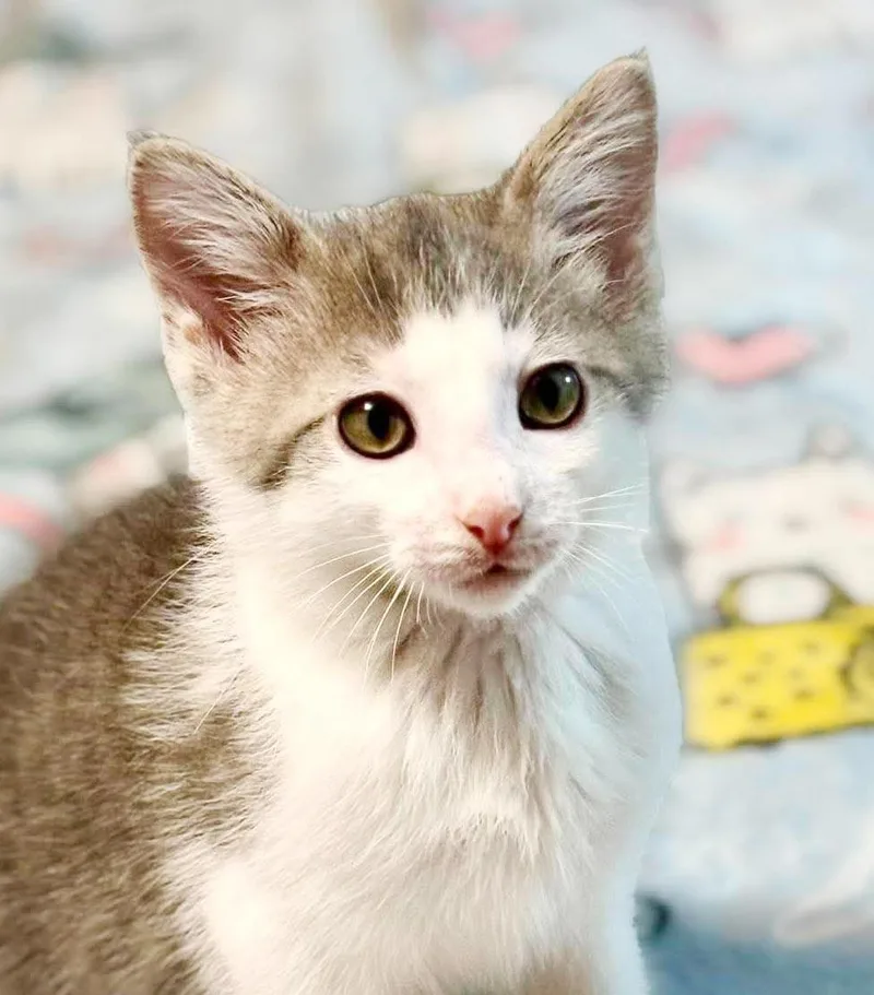 A baby small-sized male Gray / Blue / Silver Russian Blue cat named Pluto is going to for adoption in Bedford Hills, NY