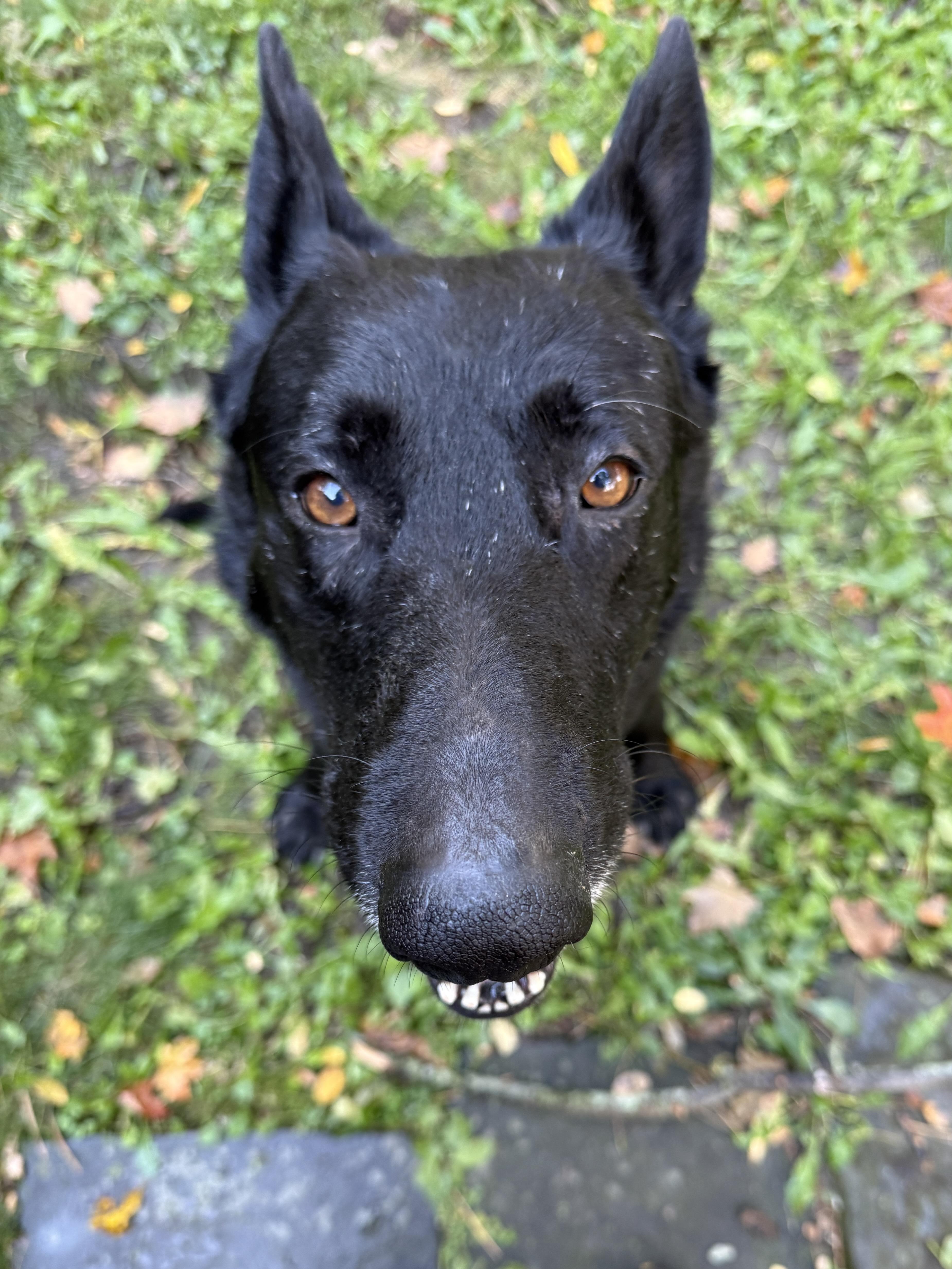 An adult large-sized male Black German Shepherd Dog dog named Sparky for adoption in New Rochelle, NY