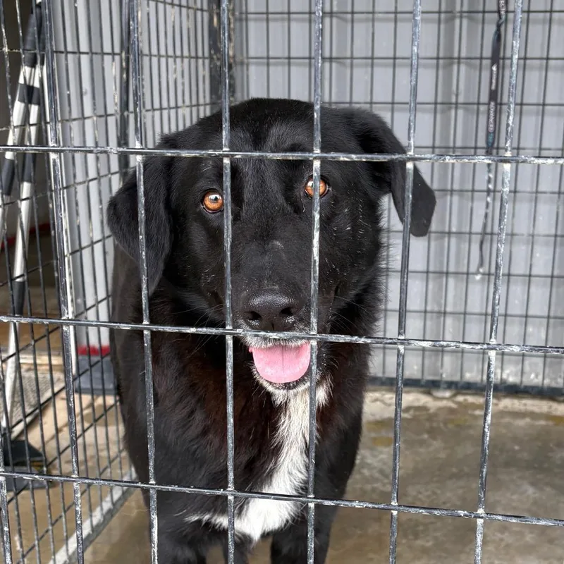 A senior large-sized male Black Labrador Retriever dog named Nero  U for adoption in Tupelo, MS