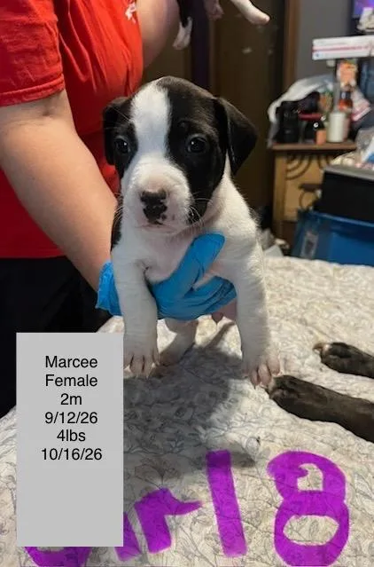 A baby small-sized female American Staffordshire Terrier dog named Marcee for adoption in Welling, OK