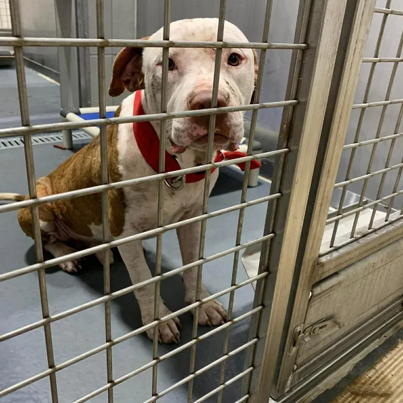 An adult small-sized male White / Cream Pit Bull Terrier dog named Arnold for adoption in Austin, TX