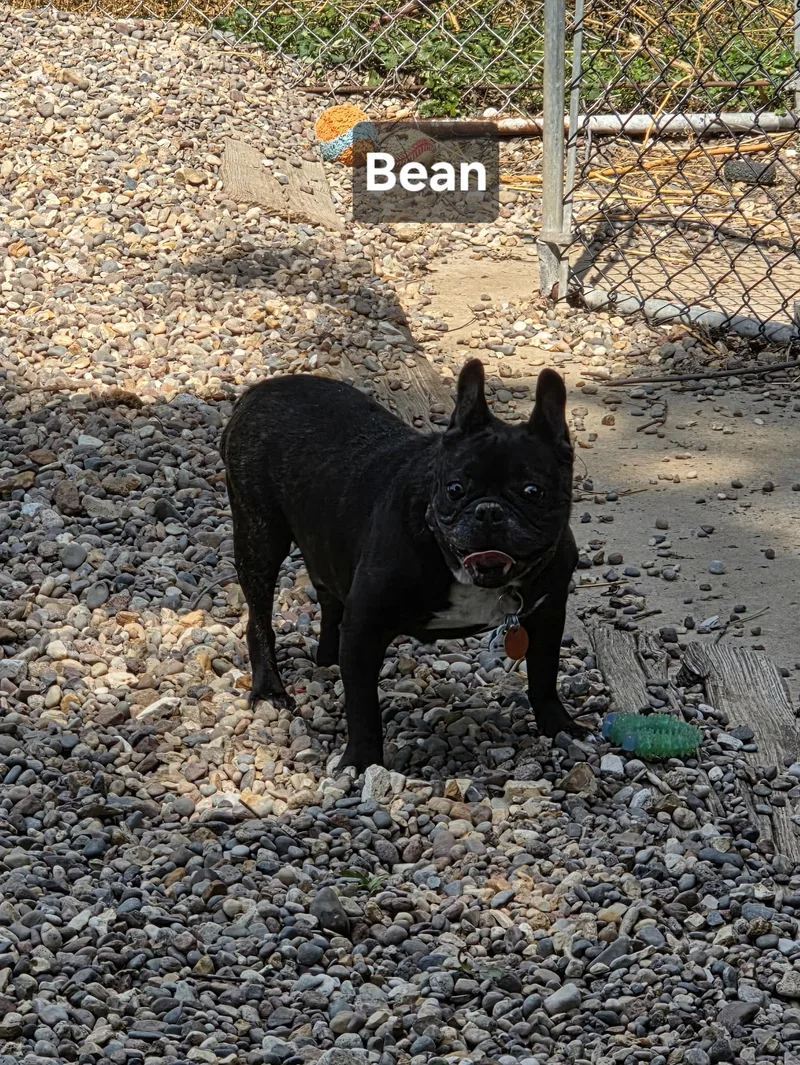 Bean