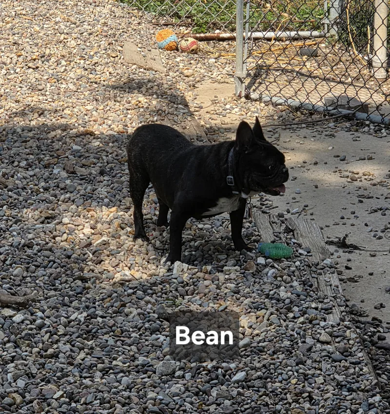 Bean thumbnail 2