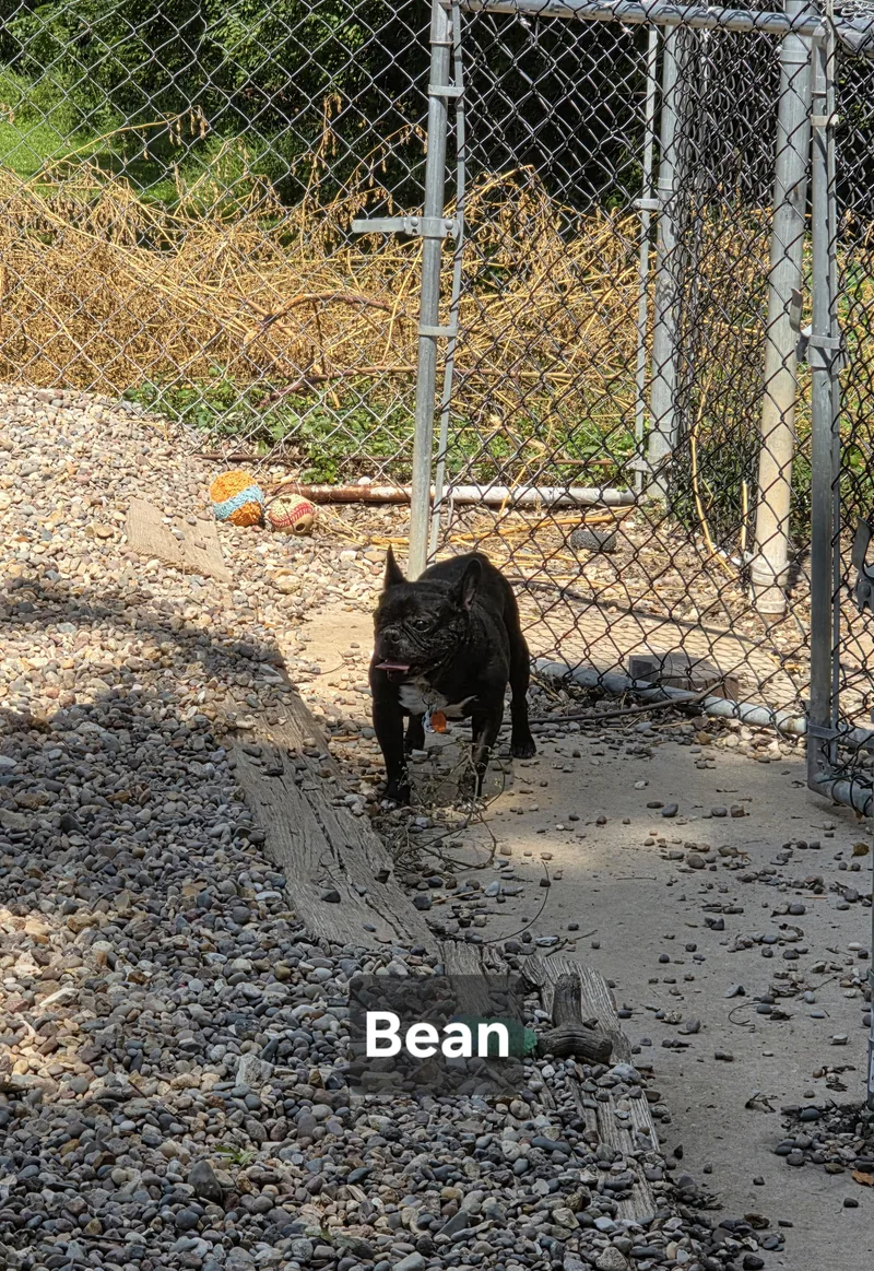 Bean thumbnail 4