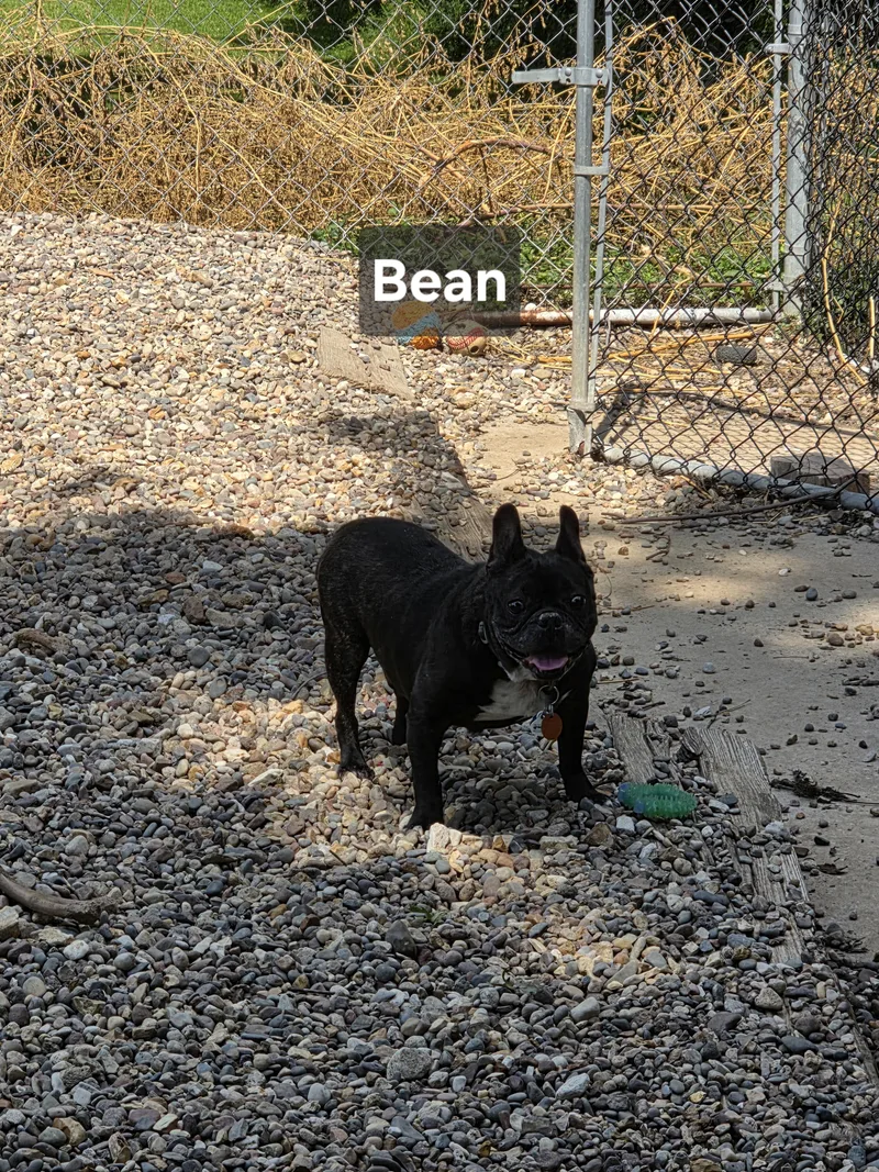 Bean thumbnail 5