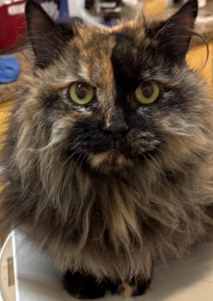 A young large-sized female Domestic Long Hair cat named Sweetie for adoption in Elizabethton, TN