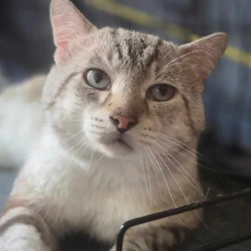 Handsome Tom