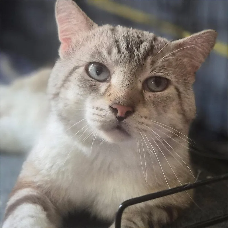 Handsome Tom thumbnail 2