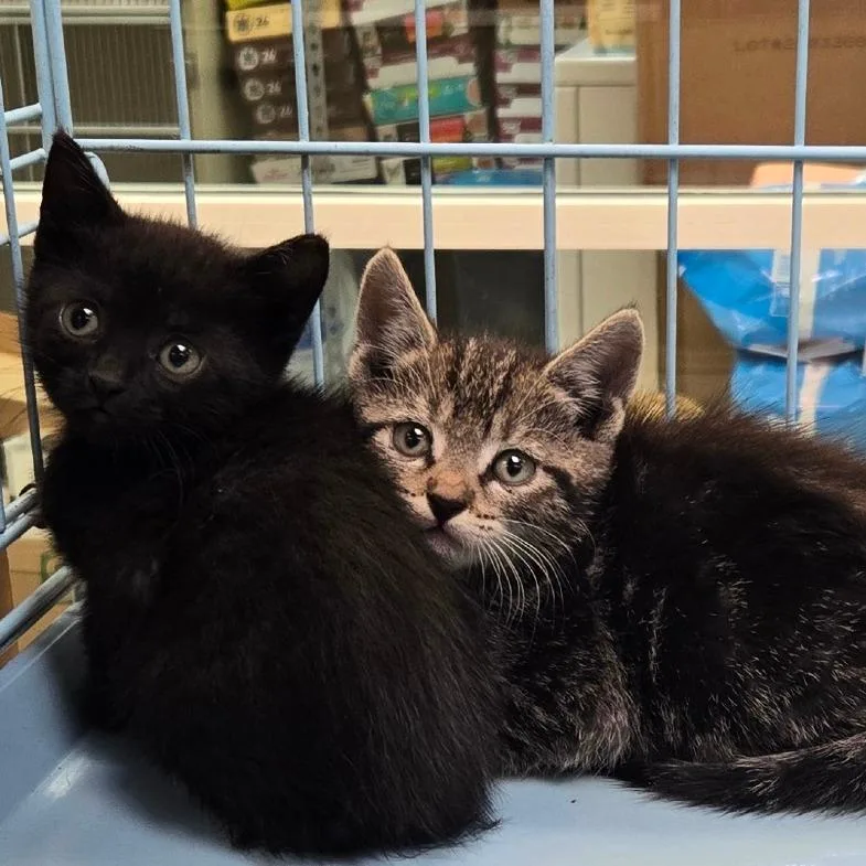 A baby small-sized male Brown / Chocolate Domestic Short Hair cat named Seven for adoption in Westminster, CA