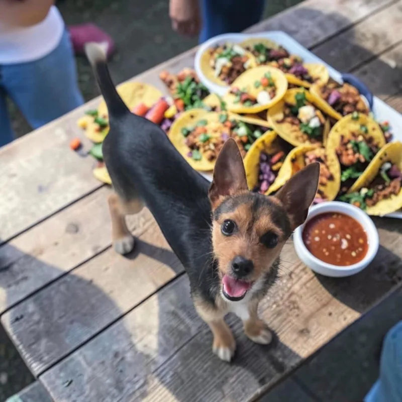 Taco thumbnail 2
