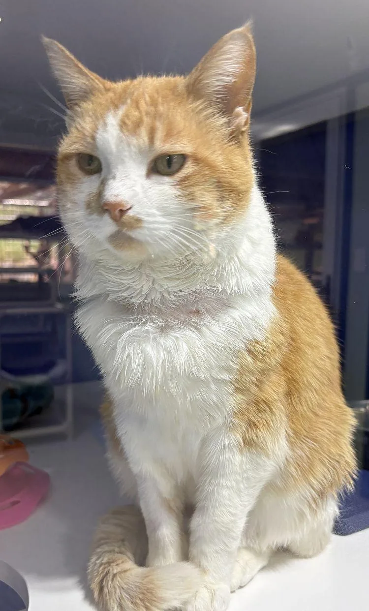 A senior medium-sized female Domestic Short Hair cat named Witney for adoption in Colorado Springs, CO