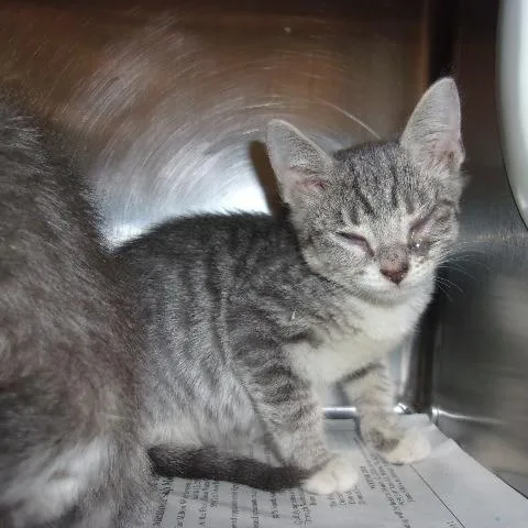 A baby small-sized male Domestic Short Hair cat named Gandalf for adoption in Milton, FL