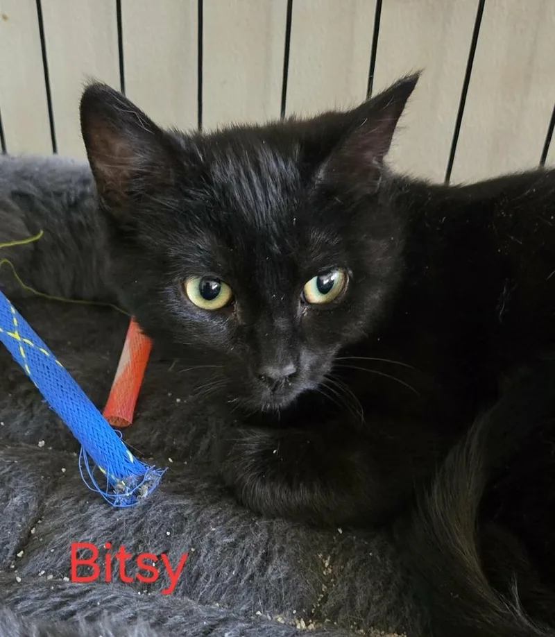 A baby medium-sized female Black Domestic Short Hair cat named Bitsy for adoption in Greene, NY