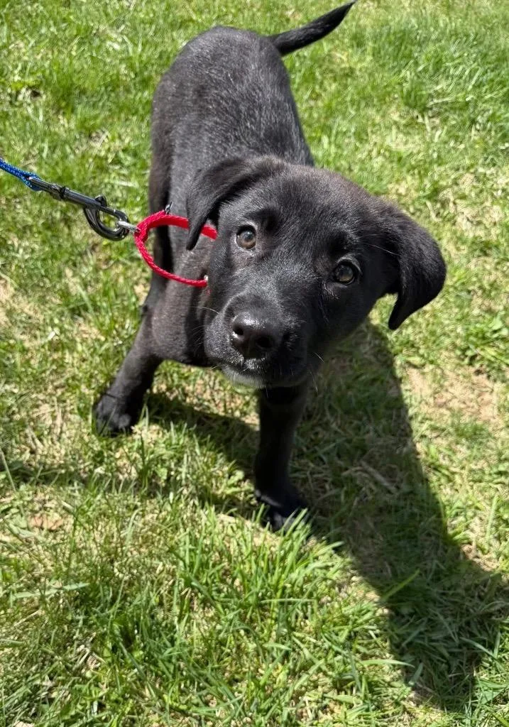 A baby medium-sized male Mixed Breed dog named Bear for adoption in Fond Du Lac, WI