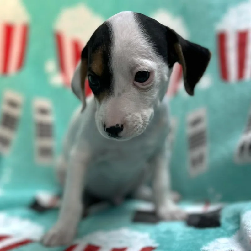 Humphrey thumbnail 2