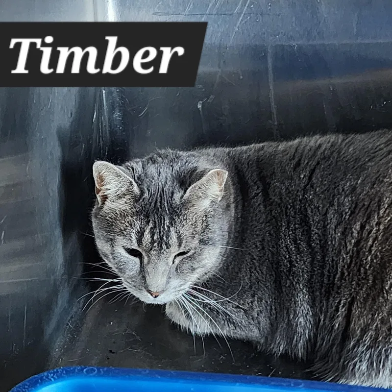 Timber