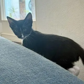 A baby medium-sized male Black & White / Tuxedo Domestic Short Hair cat named Posh for adoption in Lake Forest, IL