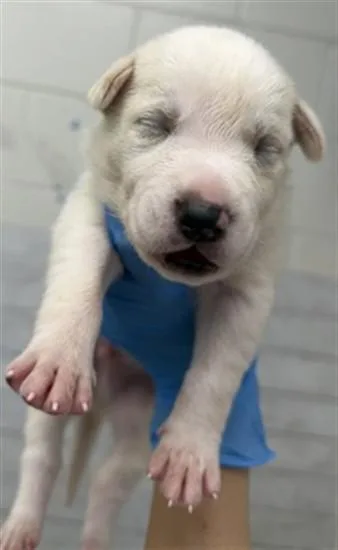 A baby small-sized male Pit Bull Terrier dog named Mercury for adoption in San Bernardino, CA