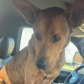 A senior large-sized male Brown / Chocolate Great Dane dog named Reese Aka Scooby for adoption in Marshall, TX