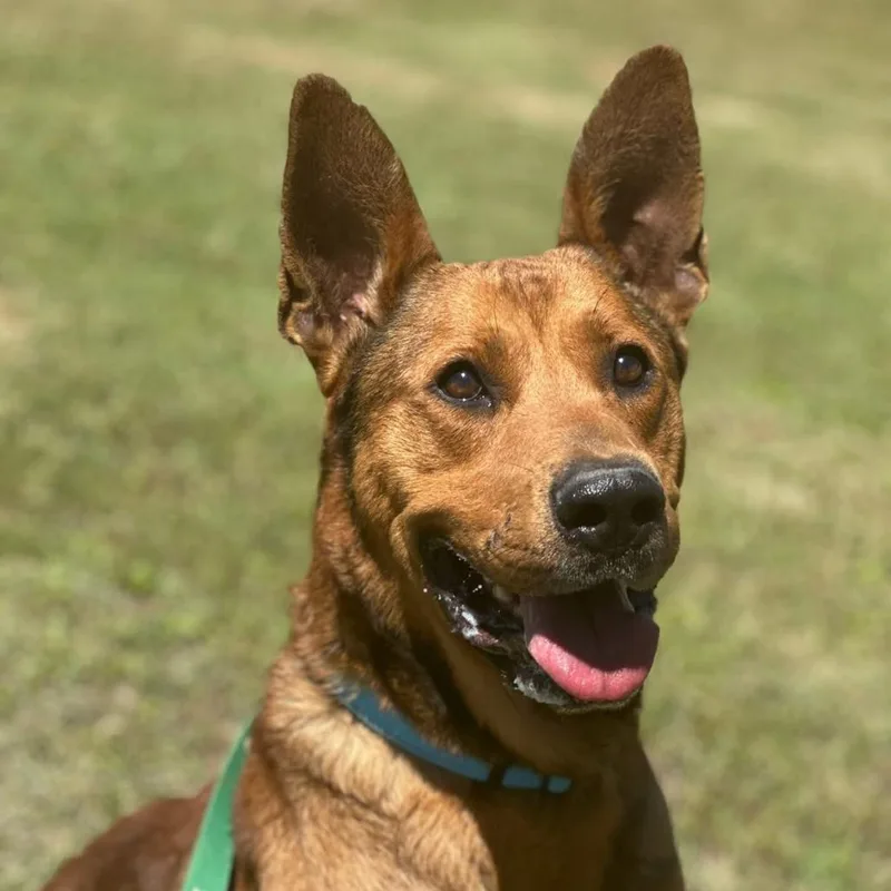 Reese Aka Scooby thumbnail 2
