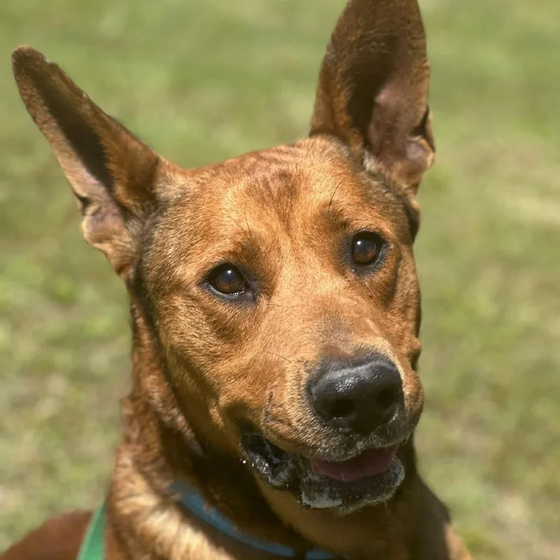 Reese Aka Scooby thumbnail 3