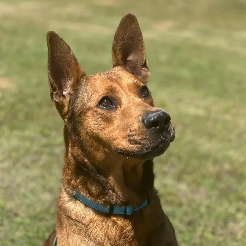 Reese Aka Scooby thumbnail 6