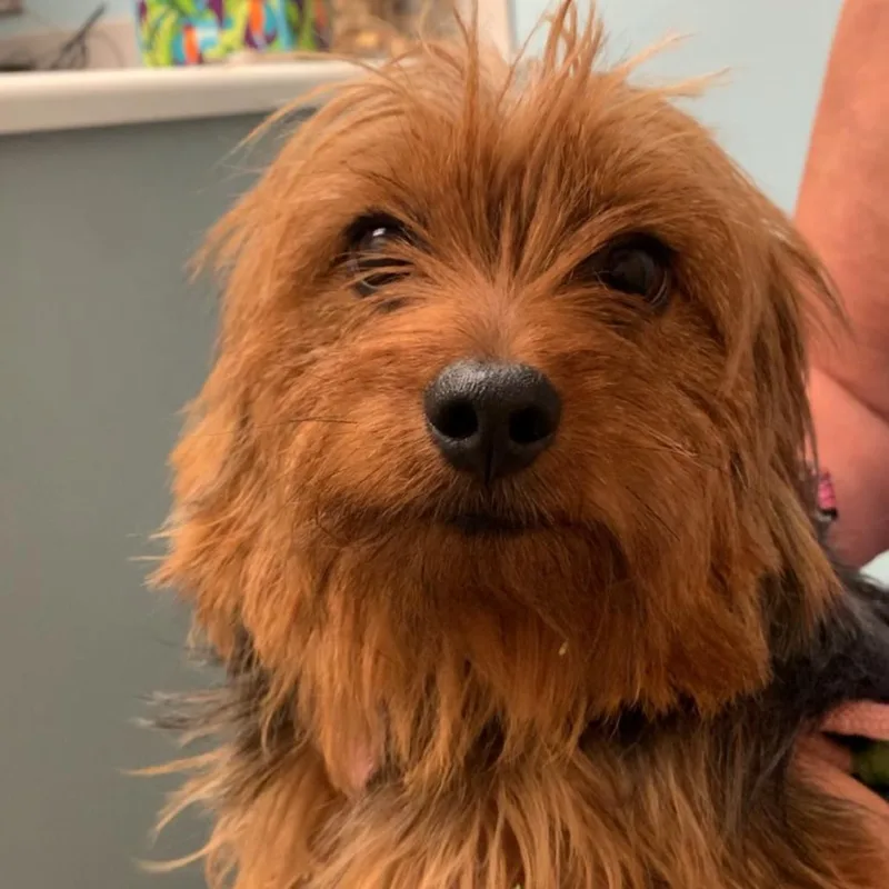 A baby small-sized female Brown / Chocolate Mixed Breed dog named Rocky for adoption in Jacksonville, FL